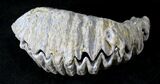 Cretaceous Fossil Oyster (Rastellum) - Madagascar #23612-1